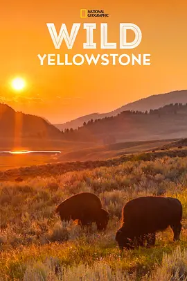 野黄石公园 Wild Yellowstone