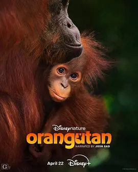 红毛猩猩 Orangutan